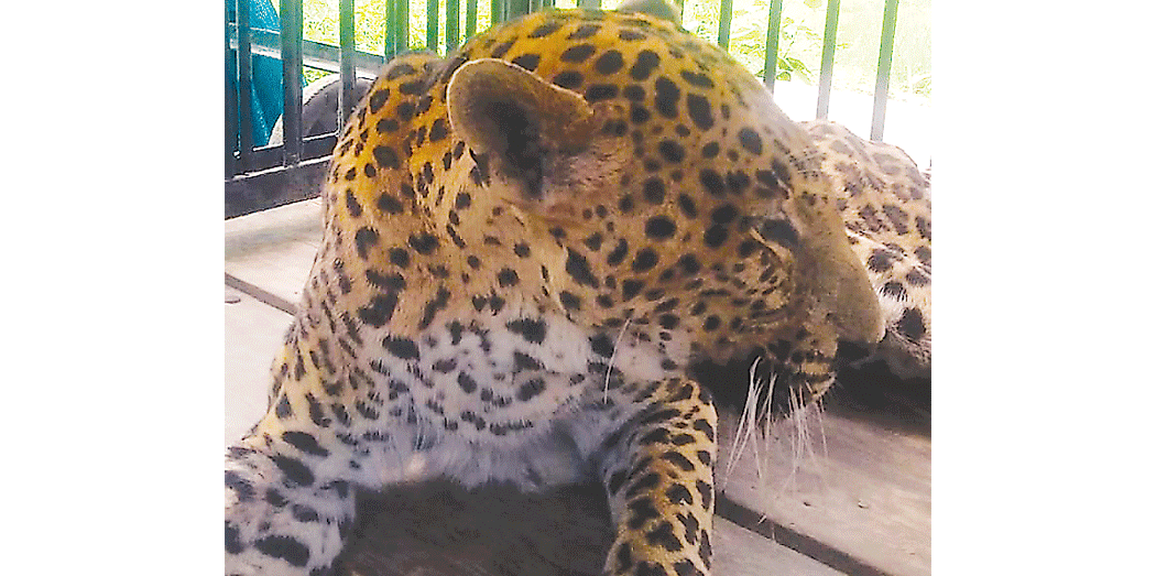 Female Cheetah Deepa in serious condition at the Zoo due to Bronchitis 4july2018  